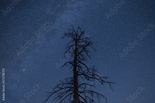 forest silhouette under starry sky with milky way  beautiful night outdoor background