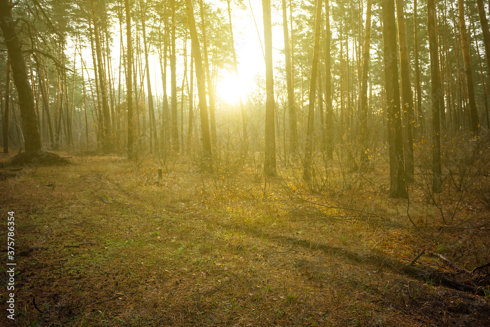 Naklejka premium pine tree forest glade in a light of evening sun
