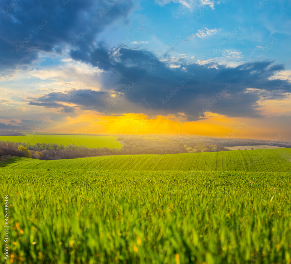 green rural field at the dramatic sunset, agricultural scene
