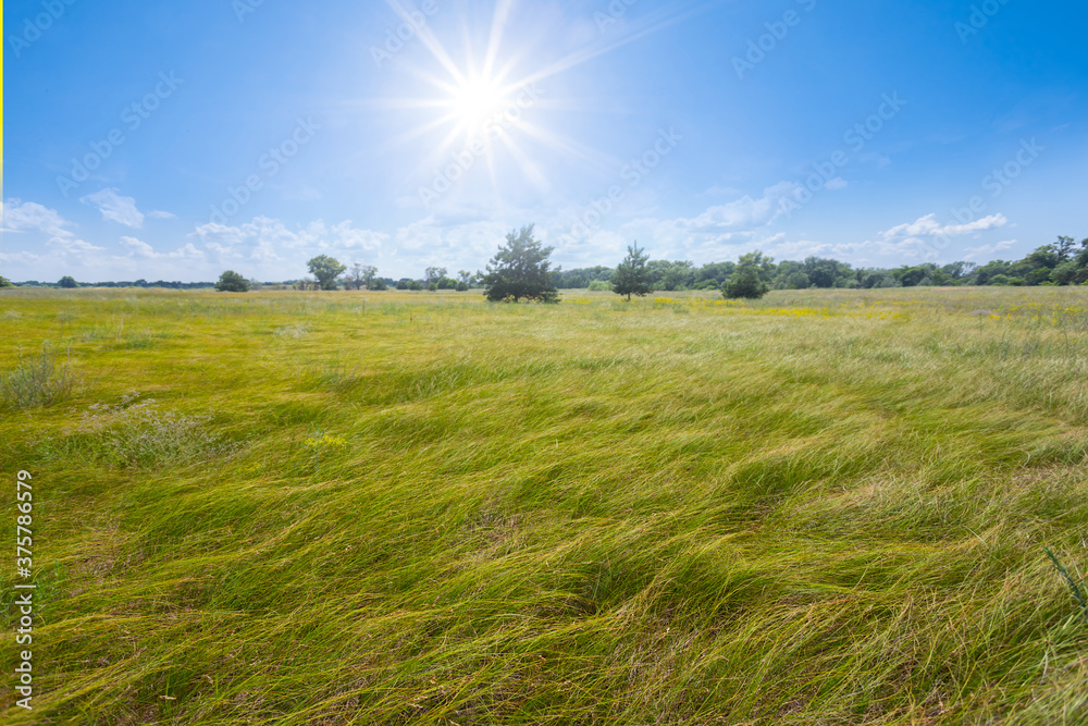 green prairie under a sparkle sun, summer countryside landscape