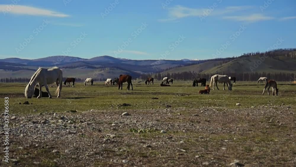 A herd of horses on the Mongolian prairie near Lake Khuvsgul A herd of horses on the Mongolian prairie near Lake Khuvsgul