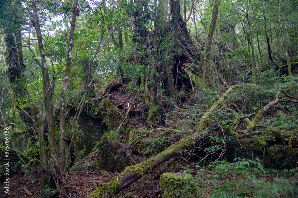 鹿児島県 屋久島のヤクスギランドの苔むした屋久杉 鹿児島県 屋久島のヤクスギランドの苔むした屋久杉