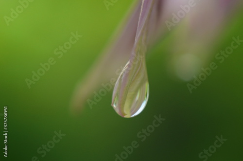Macro Photo Nature plant bellflower. Blooming bell flower on the background of plants and grass.