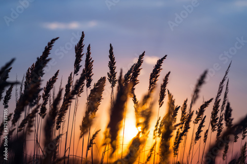 closeup grass silhouette on a dramatic sunset background