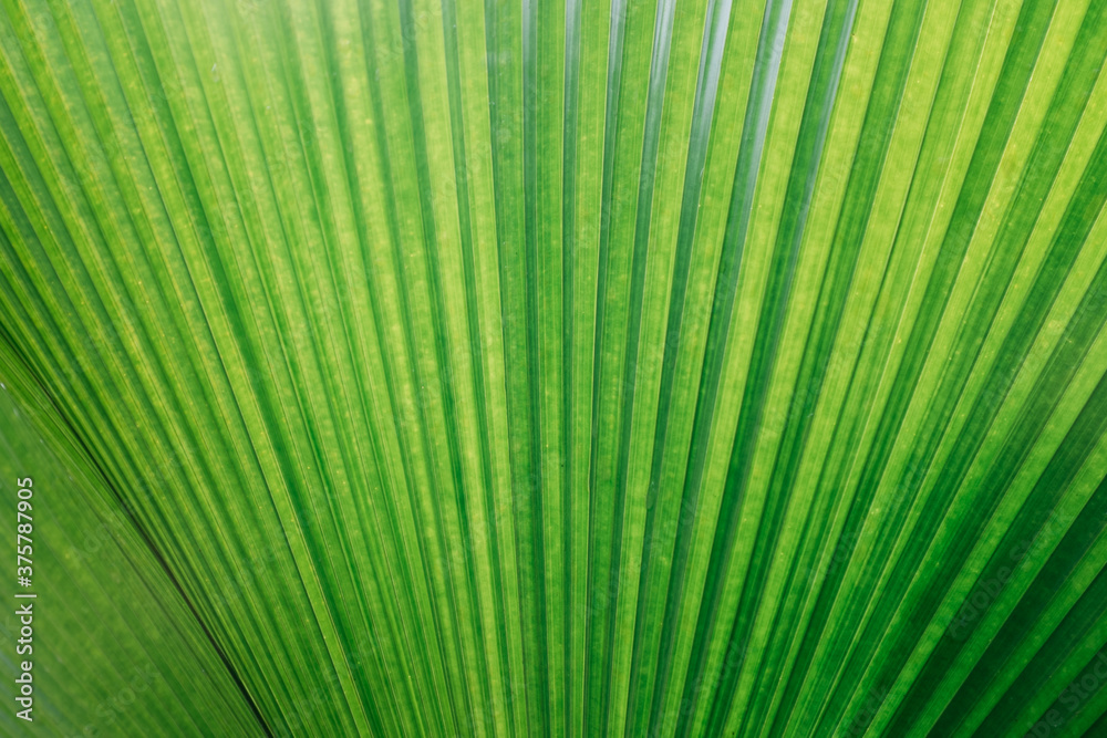 Tropical Green Leaf Texture Tropical Green Leaf Texture