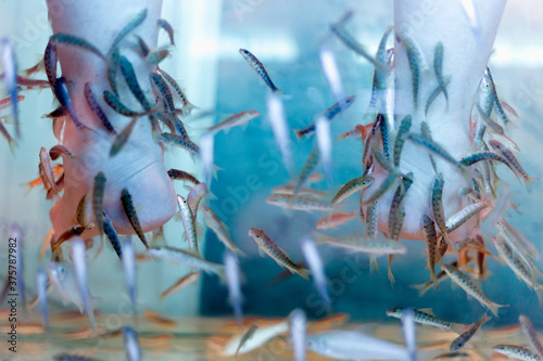 Fish spa feet pedicure photo