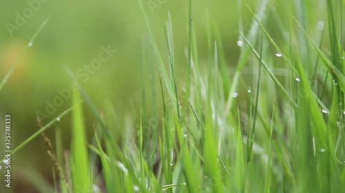Green meadow after the rain and the wind blows the grass sway.