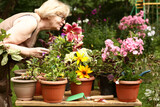 beautiful pensioner woman florist take care of pot plants