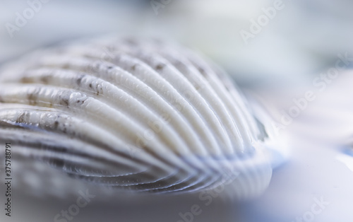 White conch shell on water with reflection