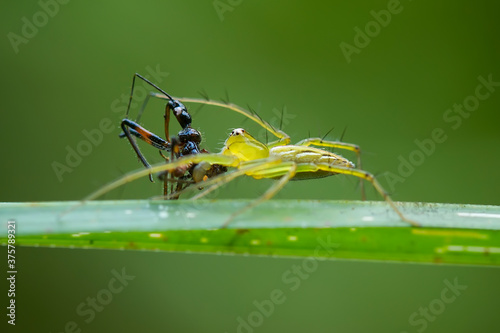 spider eating insect on a leaf