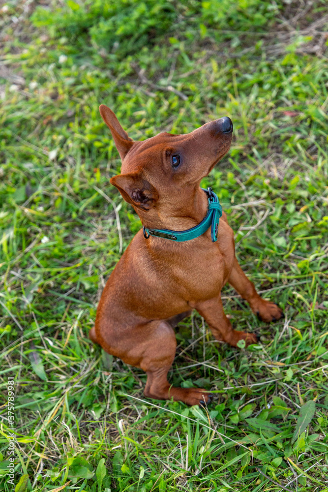 Little pure bread miniature pinscher waiting for  treat looking up