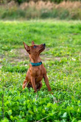 Little pure bread miniature pinscher waiting for treat looking up