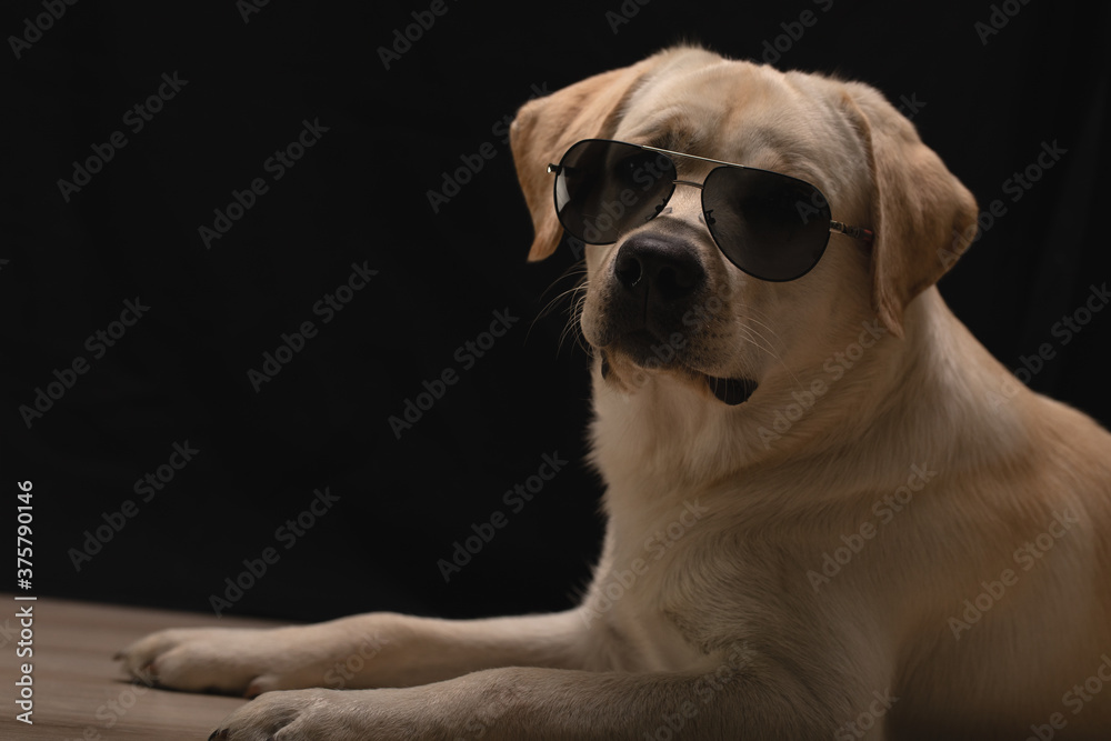 trendy Labrador puppy in sunglasses posing as model. cool dog.