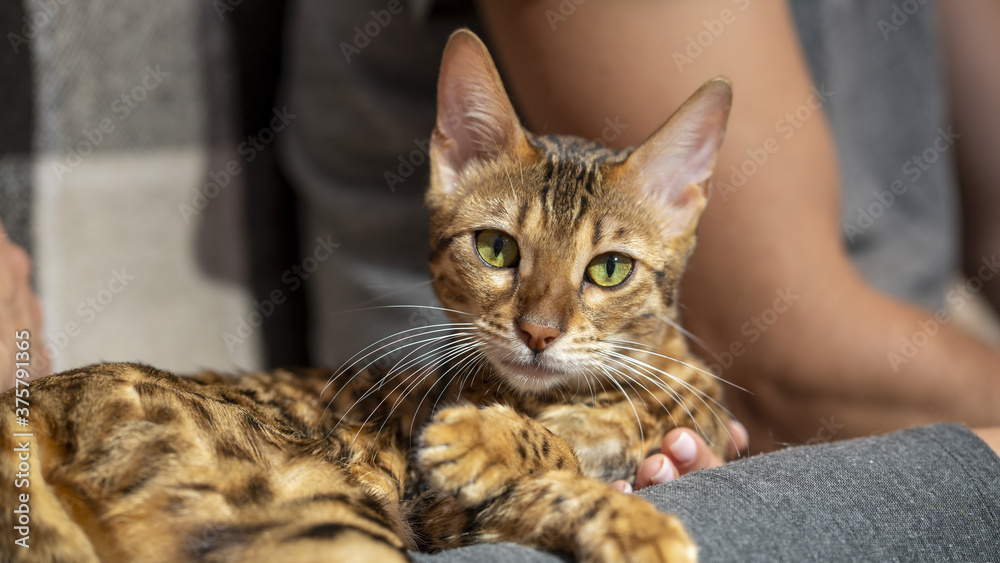 A Bengal purebred cat lies on its owners ' lap and looks directly at the camera.