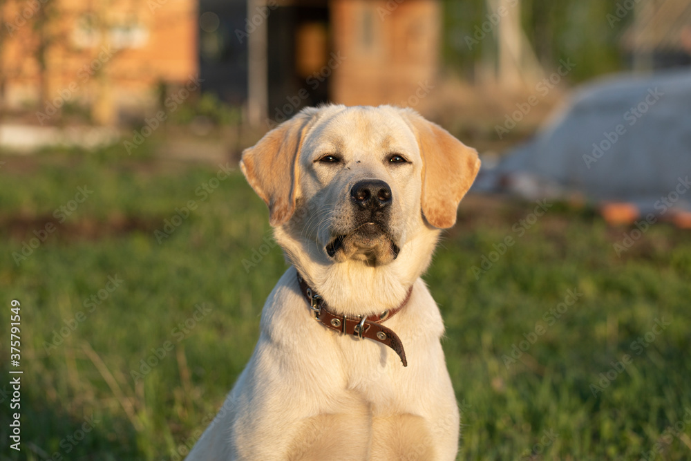 close-up portrait of Labrador dog against background of grass, nature.