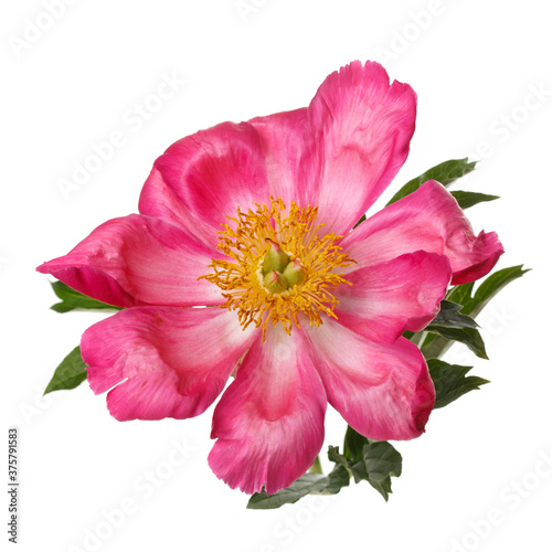 Bright pink peony flower isolated on white background.