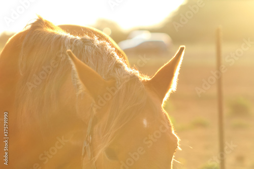 horse in the field bathing in sunset light, ears and eye close up, with rays of light on beautiful mane