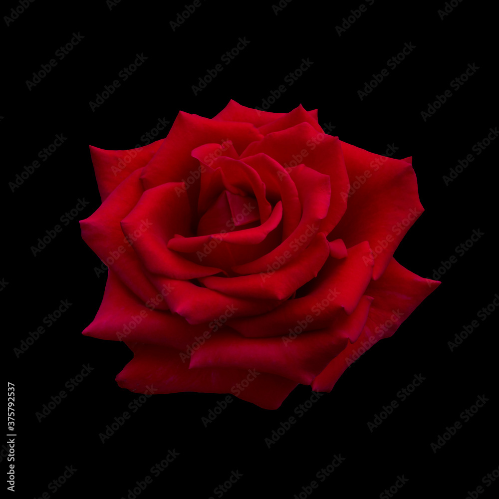 Dark red rose Dark red rose