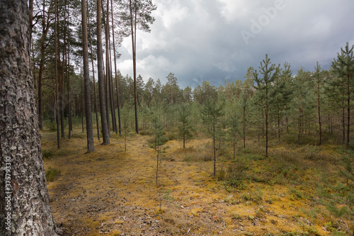 Pine forest landscape on a cloudy day. Baltic nature. Estonia