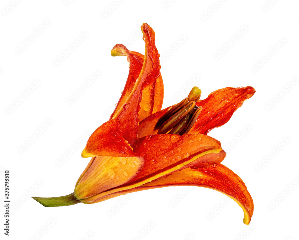 Fototapeta premium orange lily white, isolate