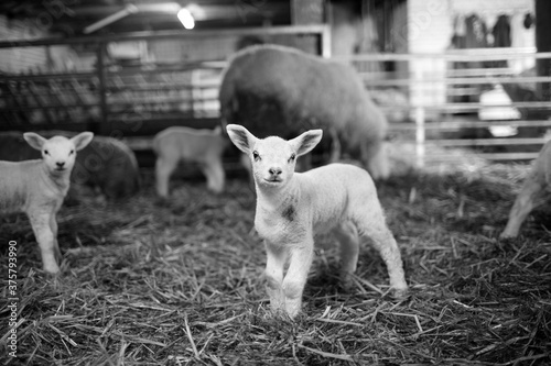 Newborn lambs, a few days old, in a dark stable photo