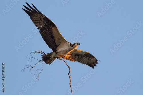 Nesting Osprey