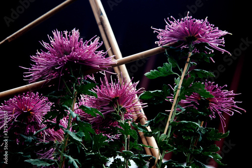 Lahr, »Chrysanthema«: Blumenfestival von Mitte Oktober bis Anfang November: Slogan: »Die Stadt, die im Herbst blüht.« Eine Auswahl an Arrangements und Dekorationen zwischen den Jahren 2010 bis 2019.. photo