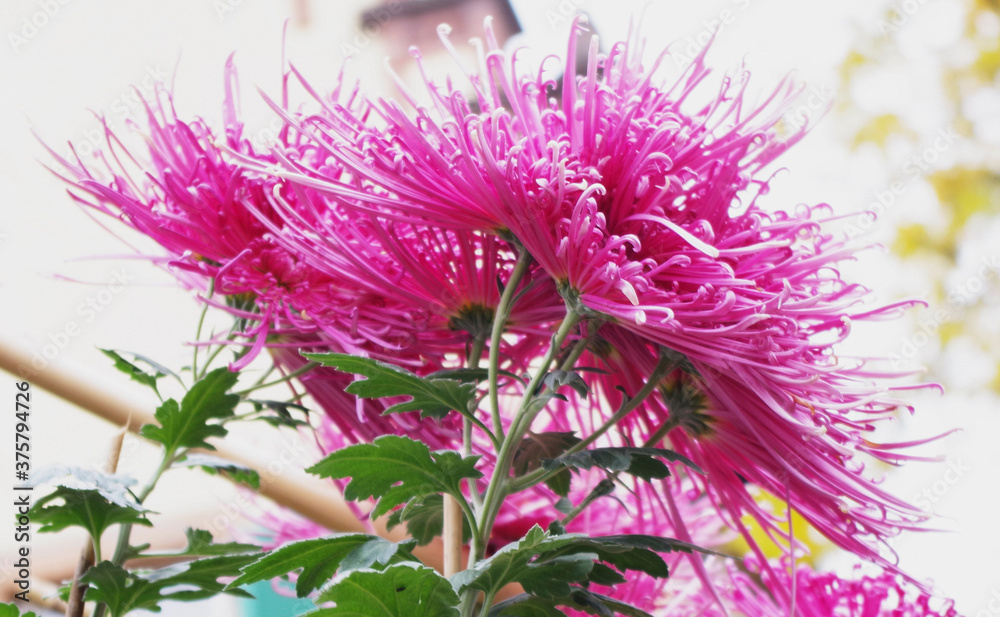 Lahr, »Chrysanthema«: Blumenfestival von Mitte Oktober bis Anfang November: Slogan: »Die Stadt, die im Herbst blüht.« Eine Auswahl an Arrangements und Dekorationen zwischen den Jahren 2010 bis 2019.. Lahr, »Chrysanthema«: Blumenfestival von Mitte Oktober bis Anfang November: Slogan: »Die Stadt, die im Herbst blüht.« Eine Auswahl an Arrangements und Dekorationen zwischen den Jahren 2010 bis 2019..