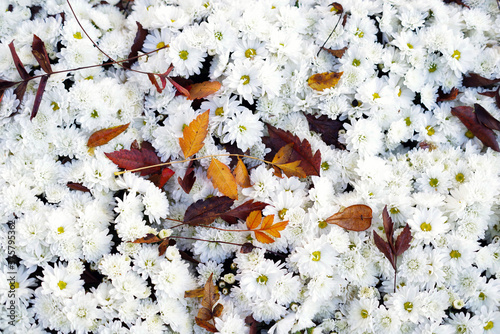 Lahr, »Chrysanthema«: Blumenfestival von Mitte Oktober bis Anfang November: Slogan: »Die Stadt, die im Herbst blüht.« Eine Auswahl an Arrangements und Dekorationen zwischen den Jahren 2010 bis 2019.. photo