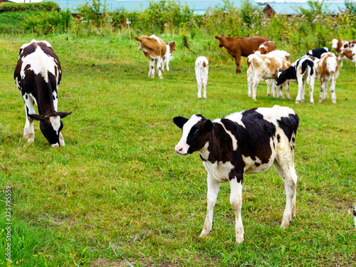 White and black calf in a herd in a meadow