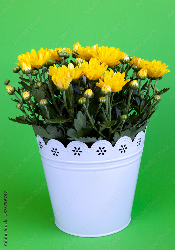 Bouquet of yellow chrysanthemums in a white pot isolated on a green background. Postcard with place for text. Autumn flowers, flowerbot close-up. Grow a flower at home. Copy space.Chrysanthemum bush.