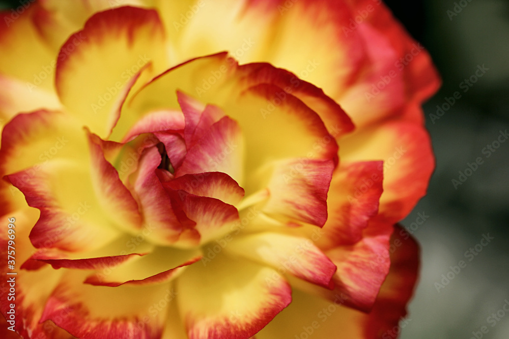 Macro of fresh bloomed flower in the Spring Macro of fresh bloomed flower in the Spring