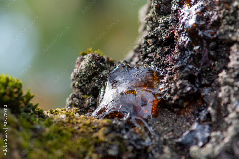 Closeup view on a resin flowing from the tree trunk. Bleeding tree. Selective focus on damaged bark.