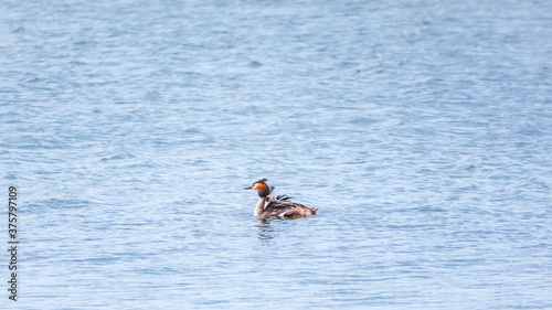 The waterfowl bird Great Crested Grebe swimming in the calm lake
