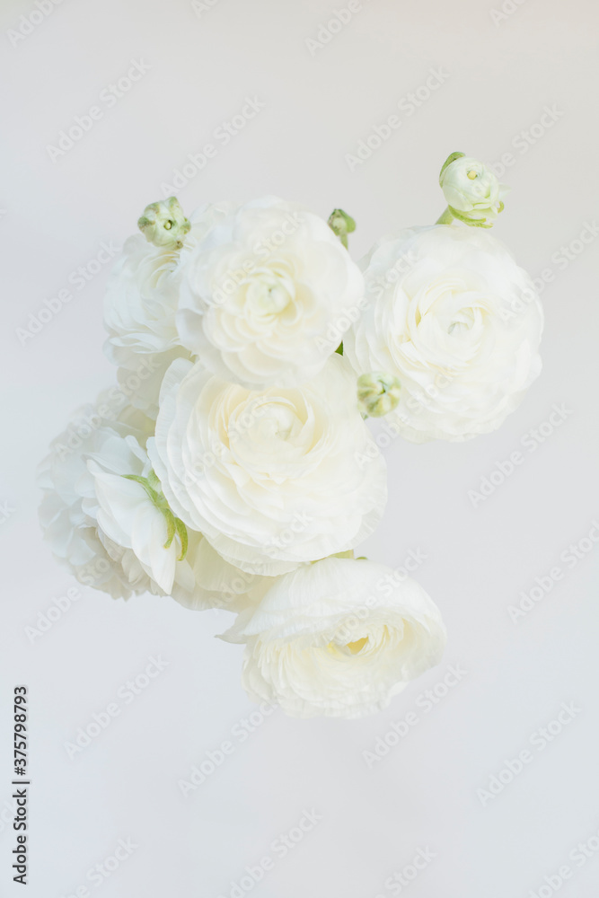 Bunch of white ranunculus flowers Bunch of white ranunculus flowers