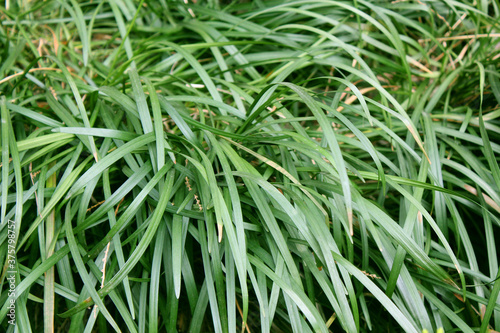 green long leaves background