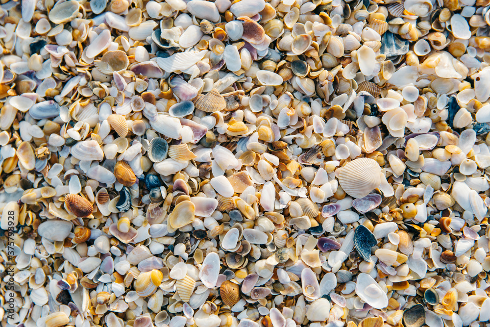 Crushed Seashells on Beach Crushed Seashells on Beach