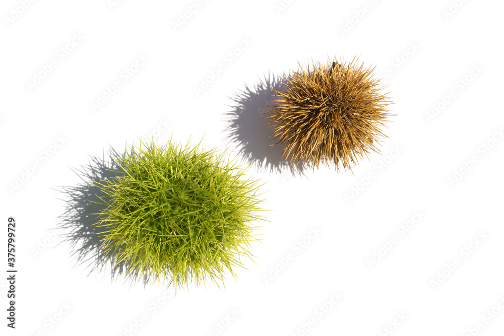 brown and Green Chestnut Still blue burr brown and Green Chestnut Still blue burr