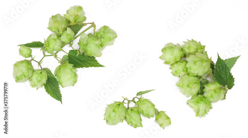 Hops isolated on white background, top view