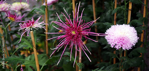 Lahr, »Chrysanthema«: Blumenfestival von Mitte Oktober bis Anfang November: Slogan: »Die Stadt, die im Herbst blüht.« Eine Auswahl an Arrangements und Dekorationen zwischen den Jahren 2010 bis 2019.. photo