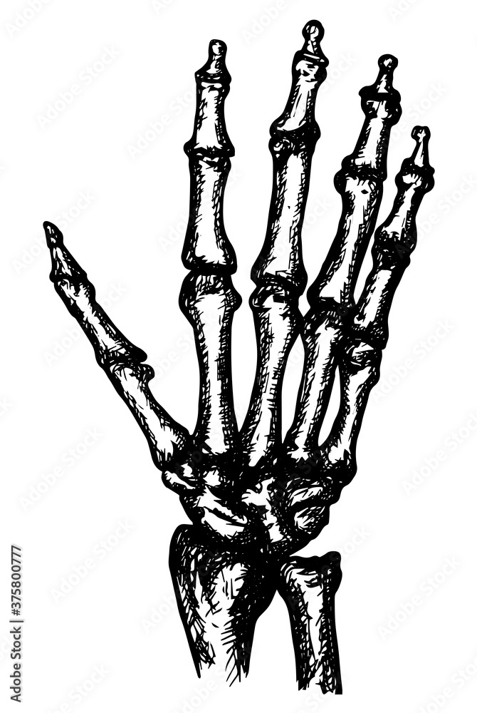 Hand sketch skeleton, black outline on white background, stock vector illustration, for design and decoration, gothic, halloween