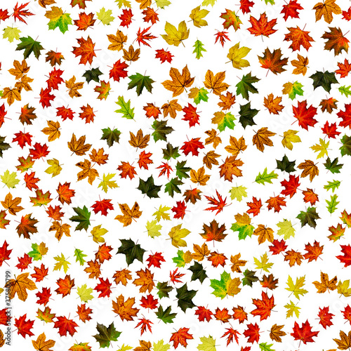 Autumn leaves falling. Yellow red, orange leaf isolated on white. Colorful maple seamless pattern foliage. Season leaves fall background. © Maksym