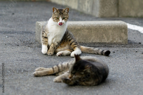 cat no.16(猫16)

