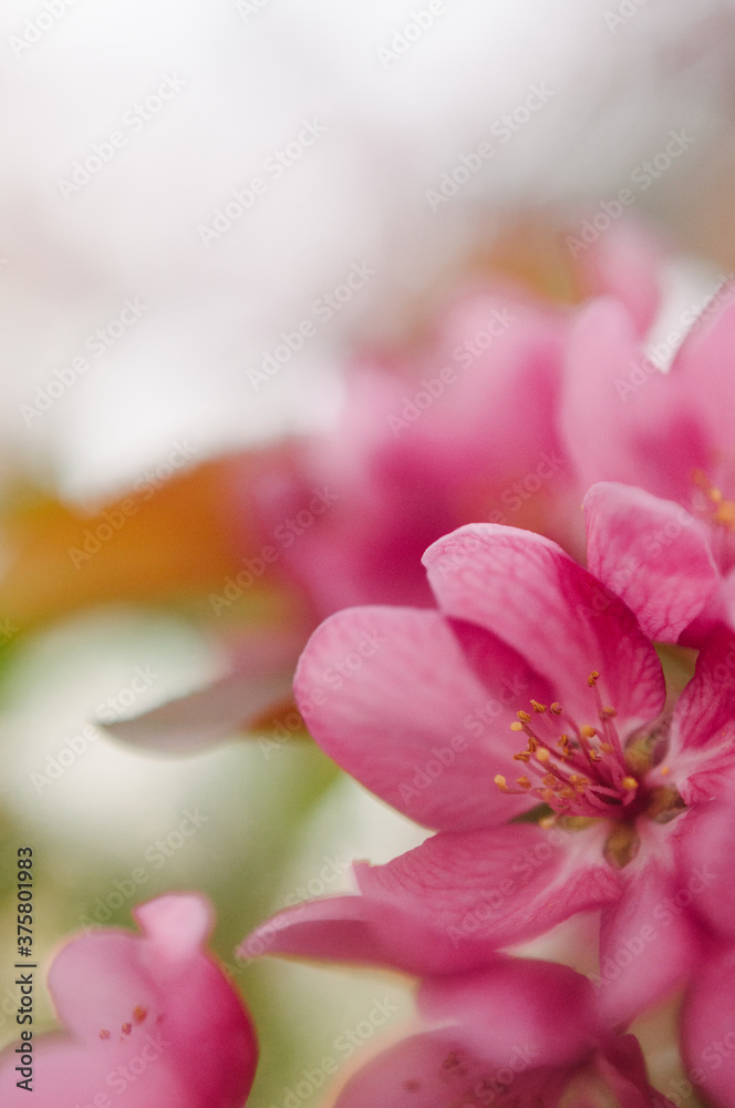 Spring Pink Flower Spring Pink Flower