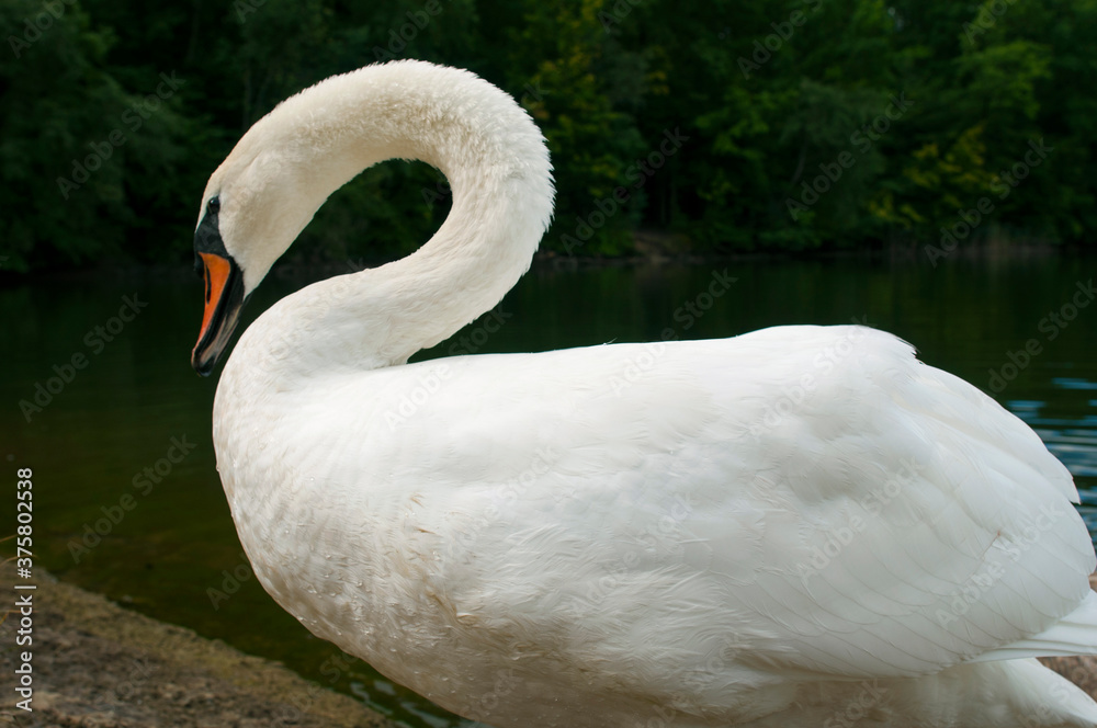 A white majestic swan floats in front of a wave of water. Young swan in the middle of the water. Drops on a wet head. A white majestic swan floats in front of a wave of water. Young swan in the middle of the water. Drops on a wet head.
