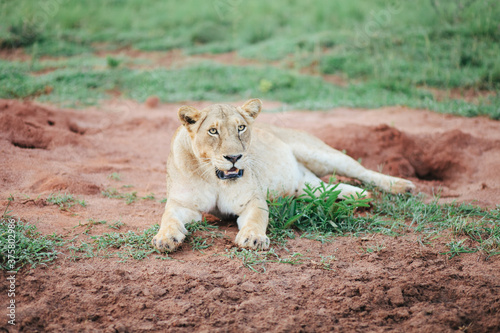 Lioness Lounging in the Dirt After a Kill