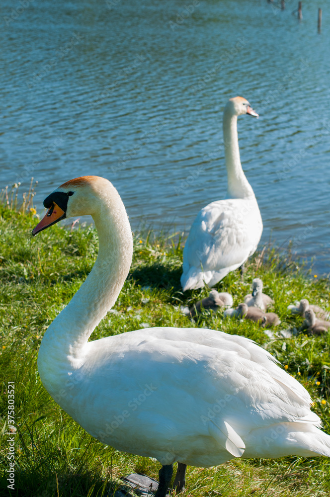 pair of swans with little swans pair of swans with little swans
