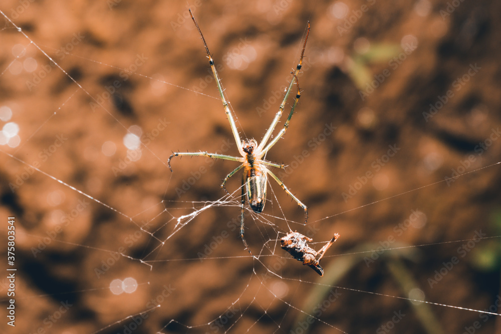 spider catching and feeding on a locust macro spider catching and feeding on a locust macro