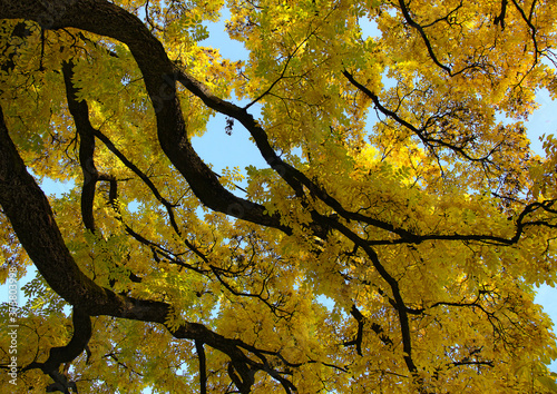 Bright yellow - golden leaves - foliage on a tall tree in autum - fall looking upwards to the branches with blue sky in the background.
