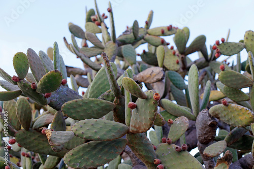 cactus photo